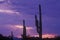 Sunset silhouette of Saguaro cactus, Saguaro National Monument, Sonora Desert