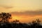 Sunset with silhouette of trees and gray clouds