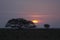 Sunset with Silhouette of Trees, Pampa, Los Lianos in Venezuela