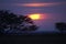 Sunset with Silhouette of Trees, Pampa, Los Lianos in Venezuela