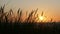 Sunset Silhouettes of dune grass