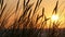 Sunset Silhouettes of dune grass