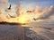 Sunset at Sisal beach in Yucatan Mexico with seagulls in backlight representing tranquility, calm, peace and serenity