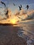 Sunset at Sisal beach in Yucatan Mexico with seagulls in backlight representing tranquility, calm, peace and serenity