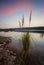 Sunset skies over Penrith Lakes with foreground reeds