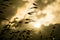 Sunset sky. Close up wild oat plant Avena fatua at sunset light. Cloudy sky background