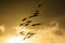 Sunset sky. Close up wild oat plant Avena fatua at sunset light. Cloudy sky background