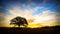 Sunset in the sky, orange and blue color, tree and meadow in the foreground - Time lapse