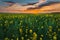 Sunset Sky Over Horizon Of Spring Flowering Canola, Rapeseed, Oilseed Field Meadow Grass. Blossom Of Canola Yellow
