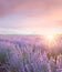 Sunset sky over a summer lavender field. Sunset over a violet lavender field in Provence, France