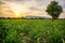 Sunset with small sugar plant in farm