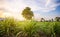 Sunset with small sugar plant in farm