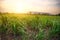 Sunset with small sugar plant in farm