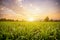 Sunset with small sugar plant in farm