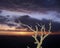 Sunset Snag, Grand Canyon National Park