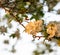 Sunset on Soft focus White and pink  apple blossom macro close up light  background