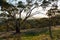 Sunset at spring gully conservation park, clare valley, south au