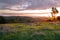 Sunset in the spring on the hills with wild flowers