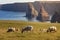 Sunset at Stacks of Duncansby, with a flock of sheep grazing, Du