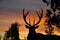 Sunset stag