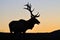 Sunset stag
