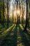 Sunset in summer forest, beautiful sun light in green summer wood, path in wild forest