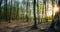 Sunset in summer forest, beautiful sun light in green summer wood, path in wild forest