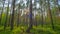 Sunset in the summer magic forest, time-lapse filmed by crane