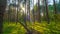 Sunset in the summer magic forest, time-lapse filmed by crane