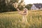 Sunset in summer.Rural life.A young woman in the field throws a hat.