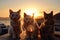 sunset, with the sun setting behind a group of cats, their eyes shining in the light