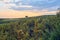 Sunset with sunbeams in the green field of spring in the pasture of Extremadura, with rockrose and holm oaks