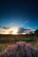 Sunset sunbeams over flowering heather