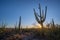 Sunset sunburst behind a large Saguaro cactus in Arizona