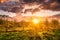 Sunset or sunrise in a spring field with green grass, willow trees and cloudy sky