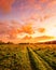 Sunset or sunrise in a spring field with green grass, willow trees and cloudy sky