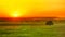 Sunset, sunshine grass, green, meadow, output