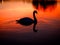 Sunset swan