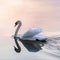 Sunset swan