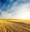 Sunset time over golden color field after harvesting and blue cloudy sky. Ukraine agriculture field