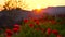 Sunset timelapse poppy flowers