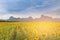 Sunset tone over big sunflower field