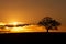 Sunset Tree Silhouette