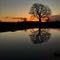 Sunset Tree Silhouette Reflection in floodwater