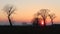 Sunset trees Po Valley landscape sun panorama branches filter sunbeams feeling peace rest characteristic Italy Italian