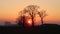 Sunset trees Po Valley landscape sun panorama branches filter sunbeams feeling peace rest characteristic Italy Italian