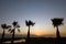 Sunset with tropical palm trees. Summer travel, vacation, photo with reflection in sea water and dog drinking water.