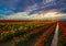 Sunset on the Tulip Farm