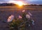 Sunset at Veteran`s Memorial Park in Boulder City, Nevada