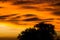 Sunset view with clouds resembling fire in the sky, tree silhouette